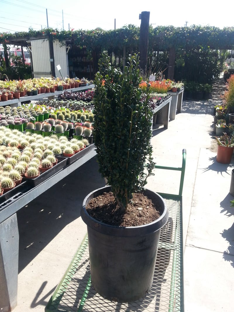 Photo for Ilex crenata 'Sky Pencil' (Sky Pencil holly)