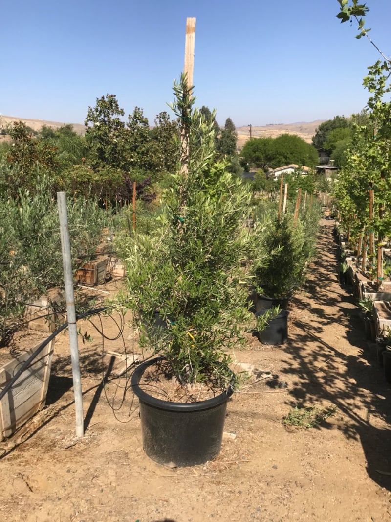 Photo for Olea europaea 'Fruitless' (Multi) (Fruitless Olive)