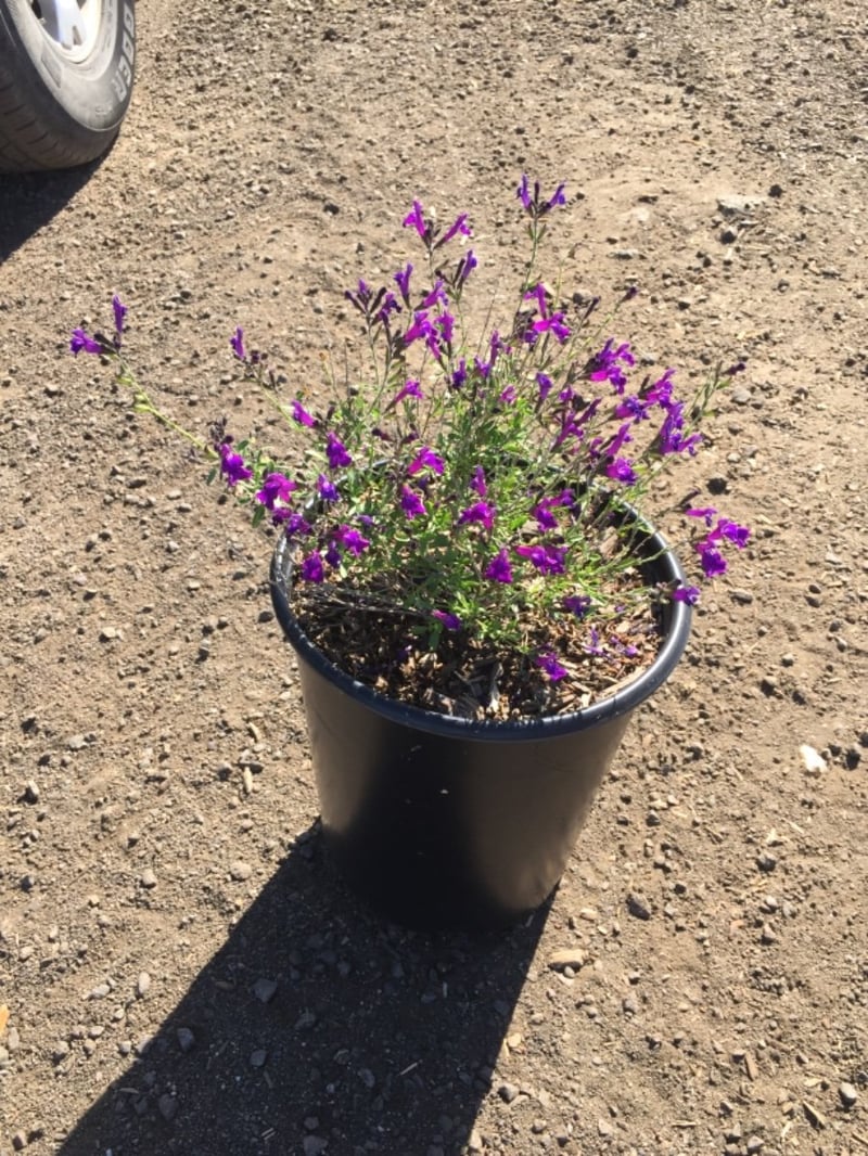 Photo for Salvia greggii 'Purple' (Autumn Sage)