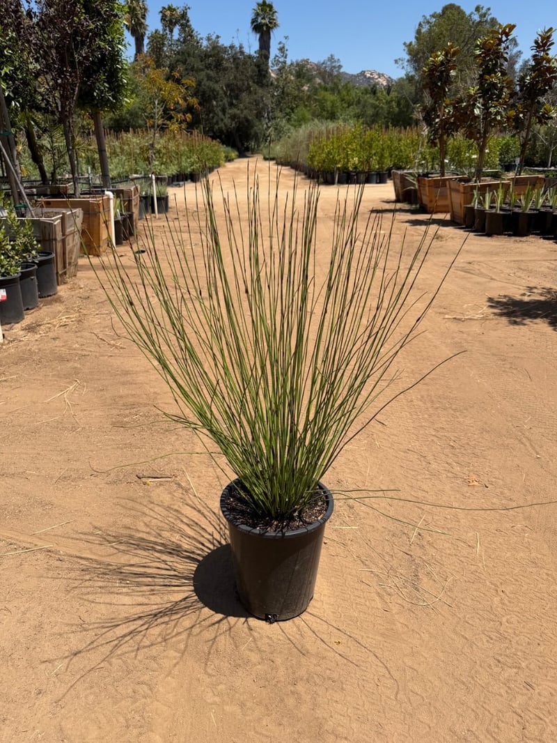 Photo for Chondropetalum tectorum 'El Campo' (El Campo Small Cape Rush)