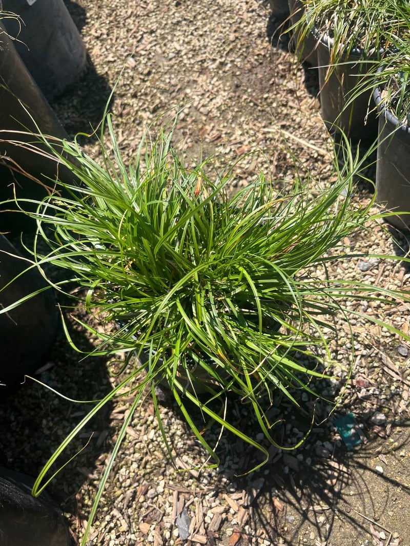 Photo for Carex divulsa (European Grey Sedge, Berkeley Sedge)