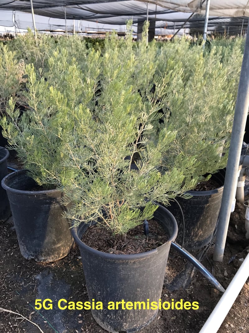 Photo for Senna artemisioides (Cassia artemisiodes) (Feathery Cassia)