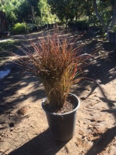 Photo for Pennisetum setaceum 'Rubrum' (Purple Fountain Grass)