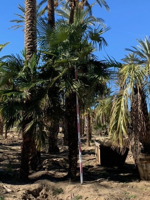 Photo for Trachycarpus fortunei (Windmill Palm)