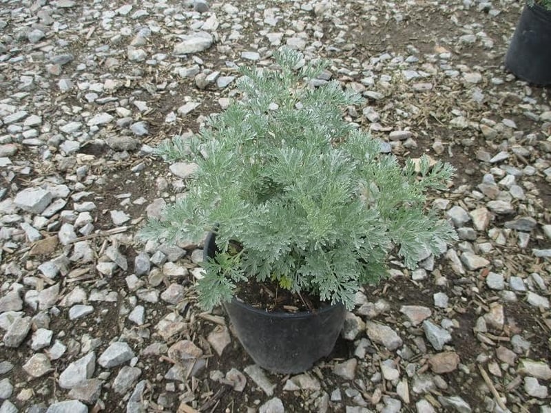 Photo for Artemisia 'Powis Castle' (Powis Castle Wormwood)