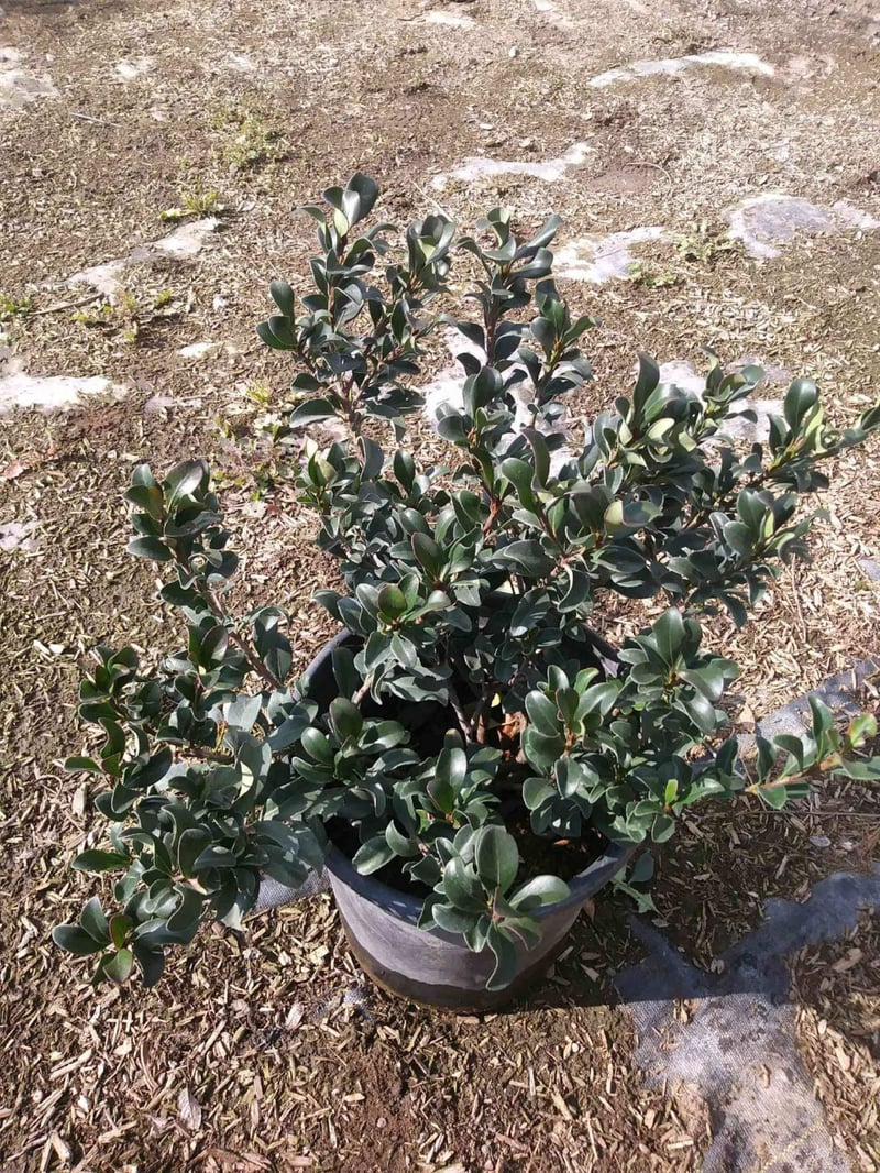 Photo for Rhaphiolepis indica 'Ballerina' (Ballerina Indian Hawthorn)