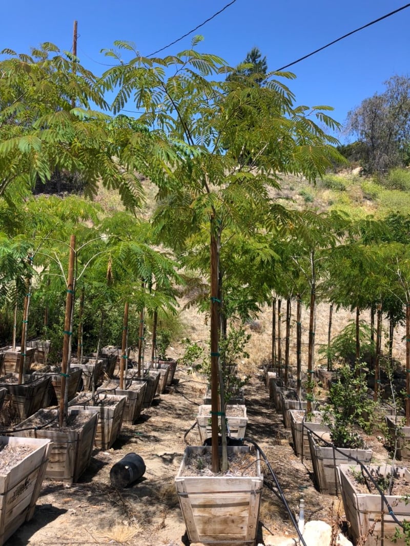 Photo for Albizia julibrissin (Mimosa Tree, Silk Tree)