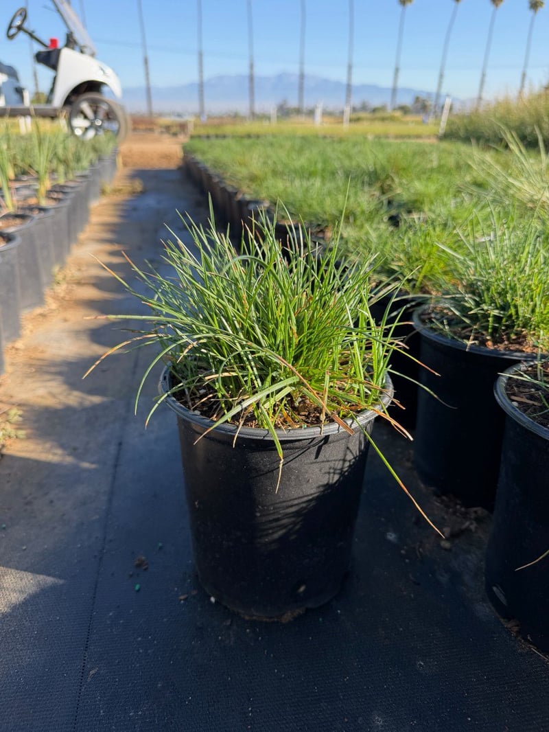 Photo for Festuca rubra (Red Fescue)