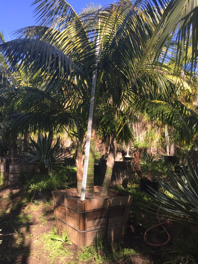 Photo for Howea forsteriana (Double Trunk) (Kentia Palm)
