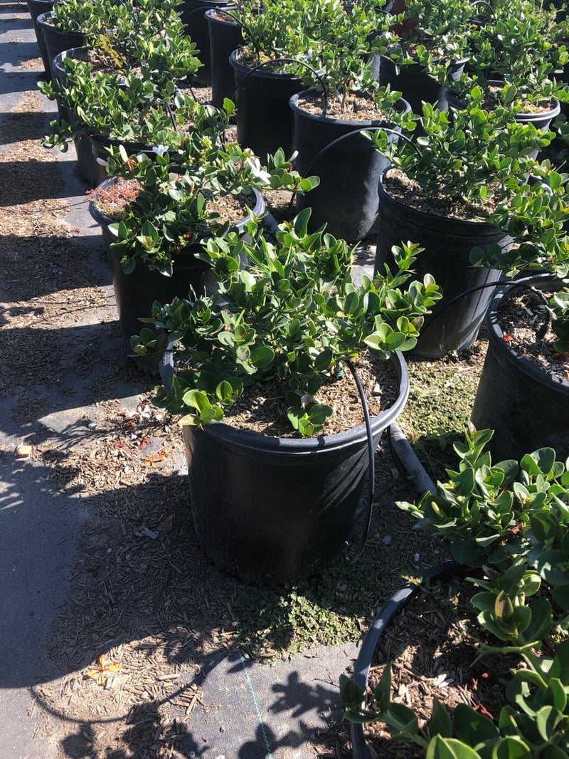 Photo for Carissa macrocarpa 'Tuttle' (Dwarf Natal Plum)