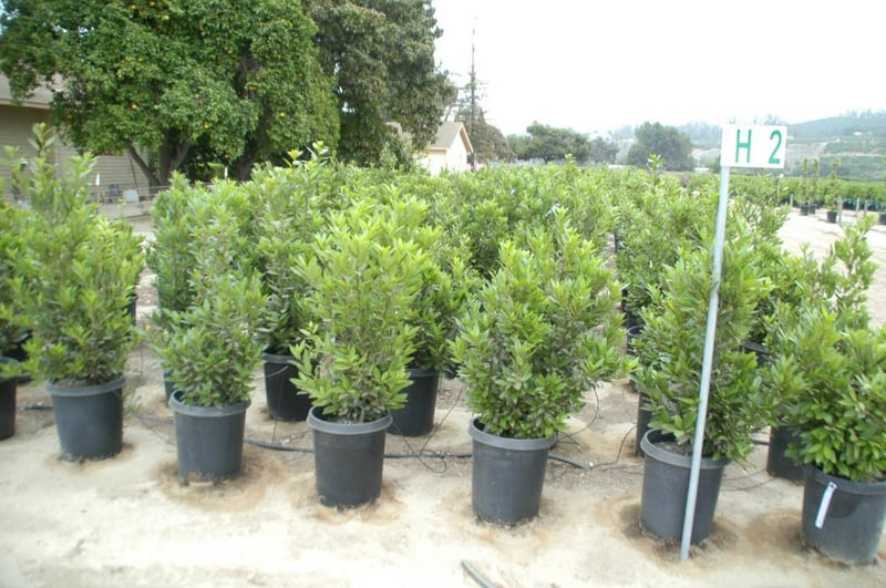 Photo for Laurus nobilis (Sweet Bay)