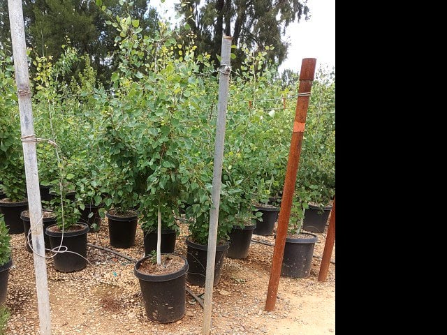 Photo for Populus tremuloides (Quaking Aspen)