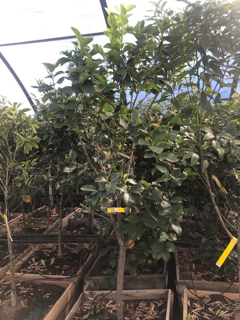 Photo for Citrus lime 'Bearrs' (Bearrs Lime Tree)