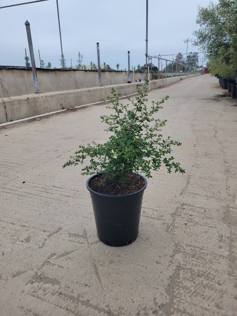Photo for Ceanothus 'Dark Star' (Dark Star Ceanothus)