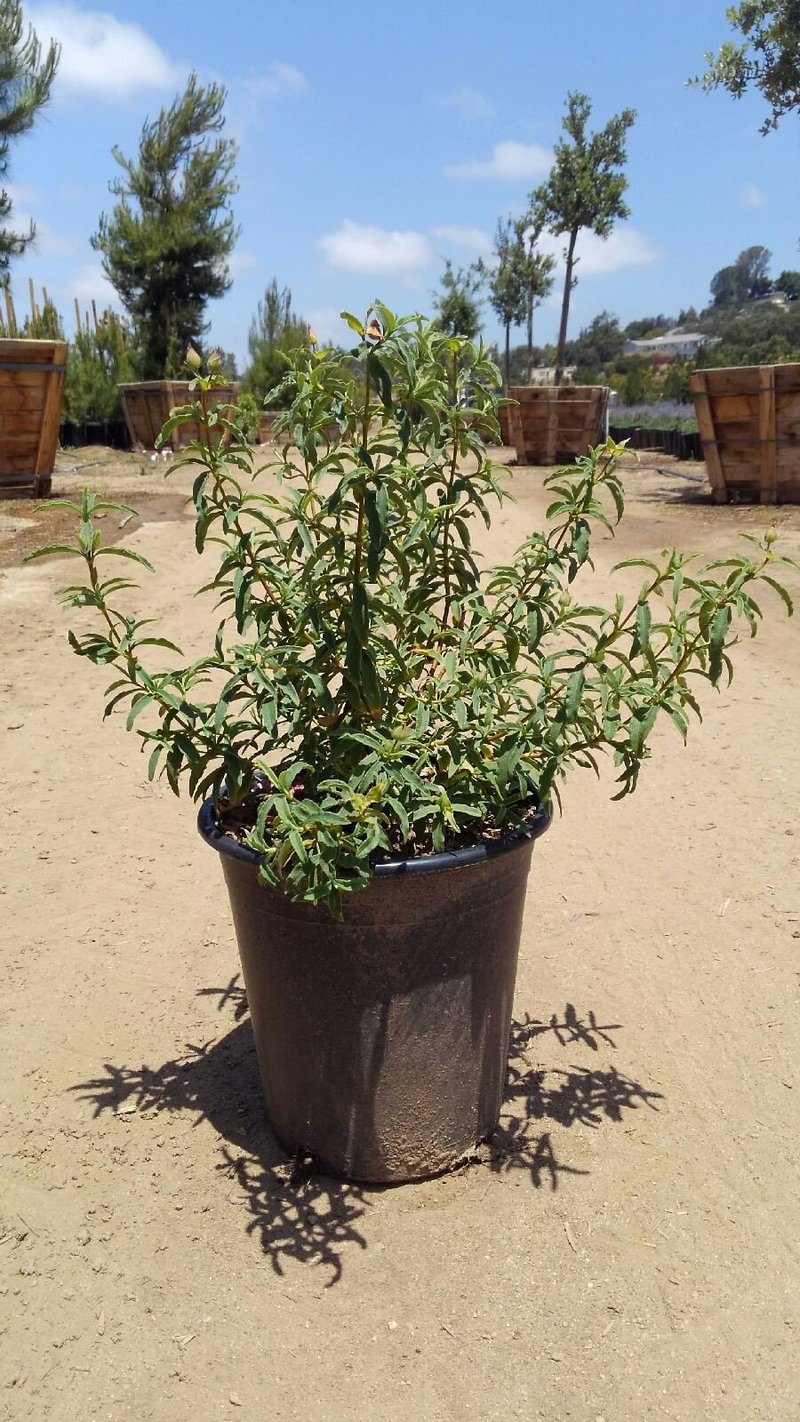 Photo for Cistus purpureus (Purple Rockrose)