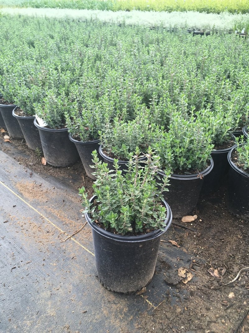 Photo for Teucrium chamaedrys (Wall Germander)