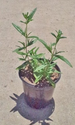 Photo for Mimulus aurantiacus var. pubescens (Sticky Monkeyflower)