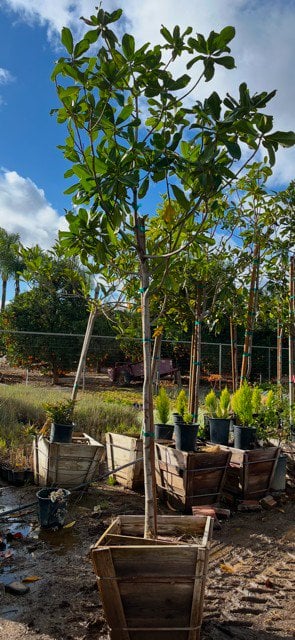 Photo for Magnolia grandiflora (Southern Magnolia)