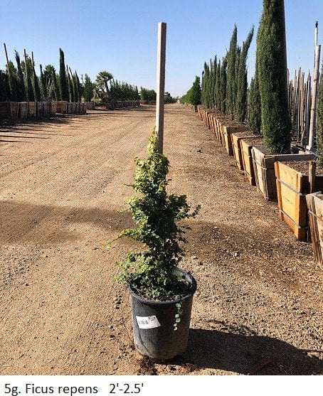 Photo for Ficus pumila (Vine) (Creeping Fig Ficus)