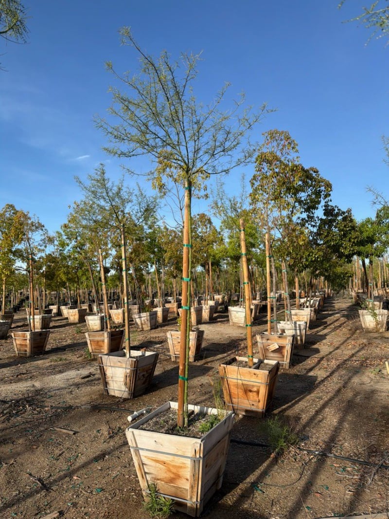 Photo for Parkinsonia 'Desert Museum' (Standard) (Desert Museum Palo Verde)