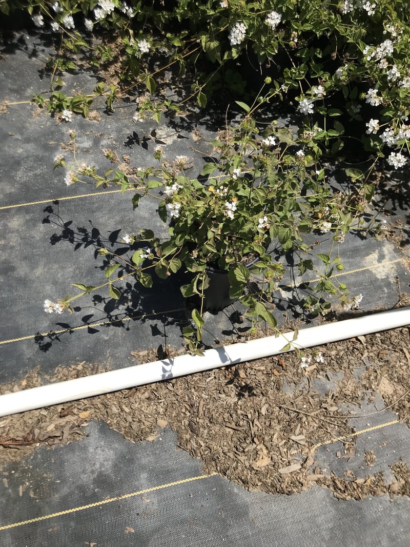 Photo for Lantana montevidensis 'White Lightning' (Pure White Lantana)