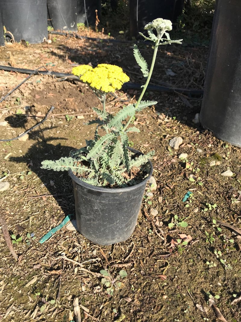 Photo for Achillea 'Moonshine' (Moonshine Yarrow)