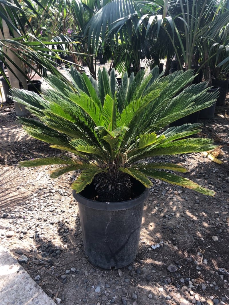 Photo for Cycas revoluta (Sago Palm)