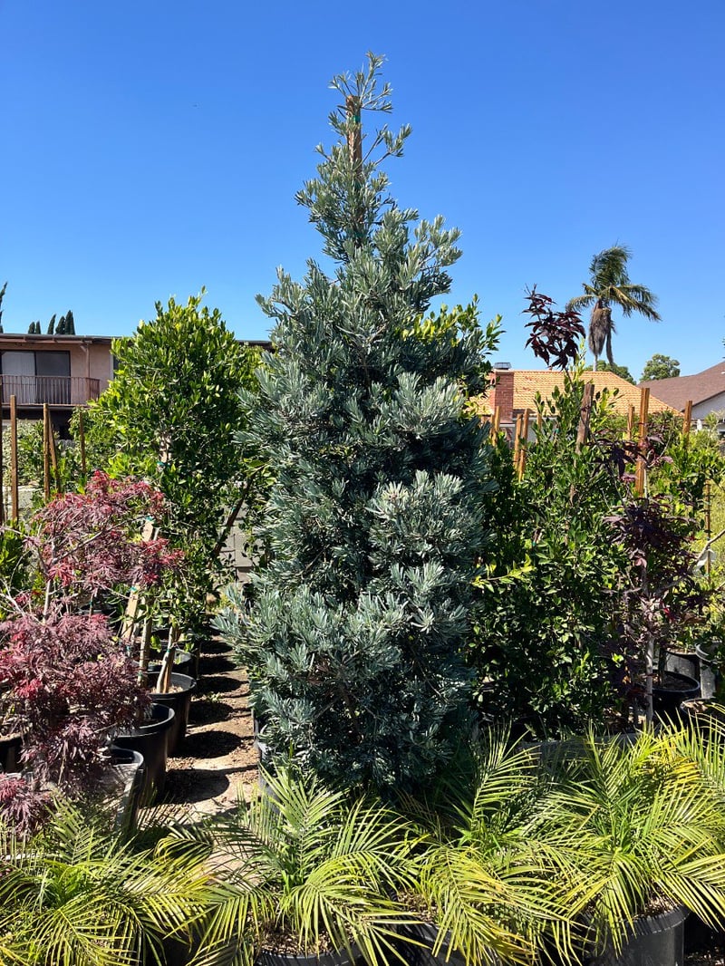 Photo for Podocarpus elongatus 'Monmal' (Icee Blue Monmal Yellow-Wood)