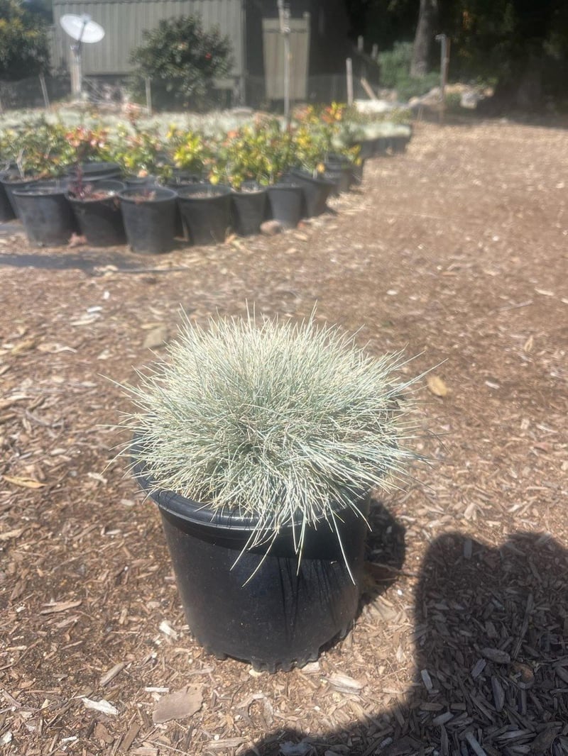 Photo for Festuca glauca (Blue Fescue)