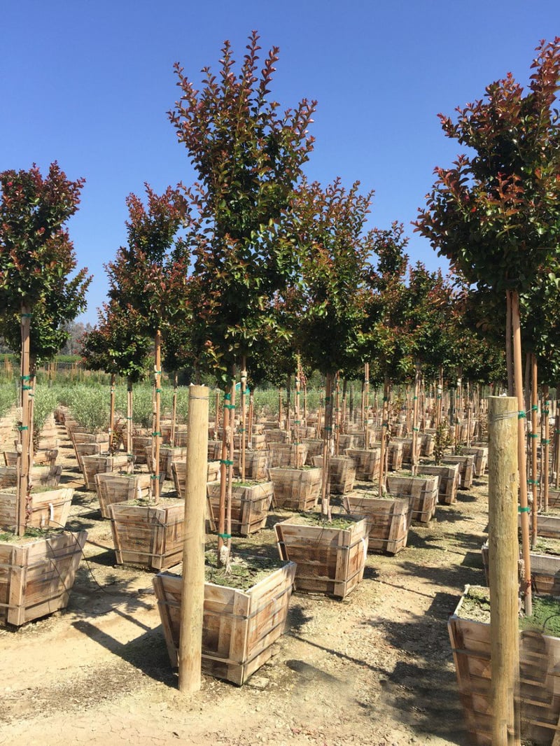 Photo for Lagerstroemia indica 'Dynamite' (Dynamite Crape Myrtle)