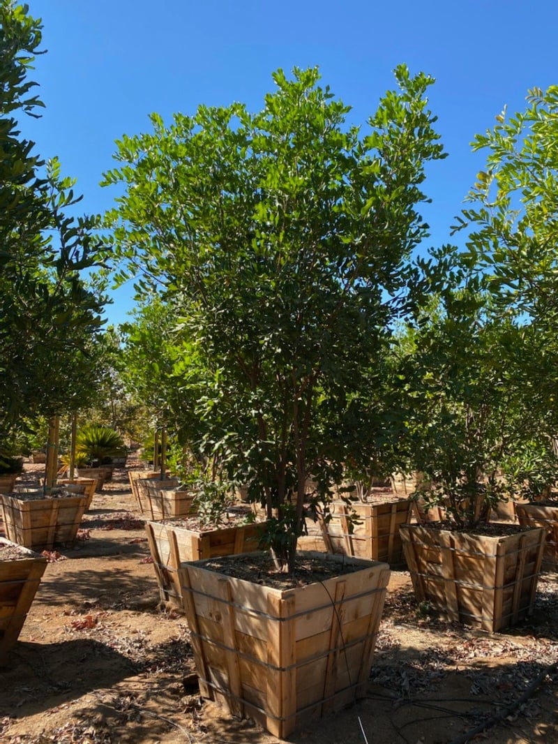 Photo for Cupaniopsis anacardioides (Multi) (Carrotwood)