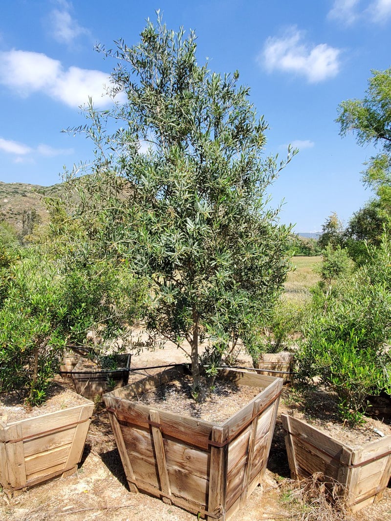 Photo for Olea europaea (Multi) (Olive Tree)