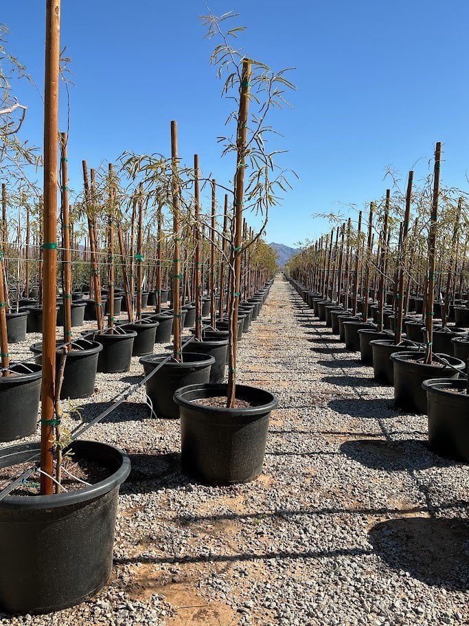 Photo for Prosopis chilensis (Thornless Chilean Mesquite)