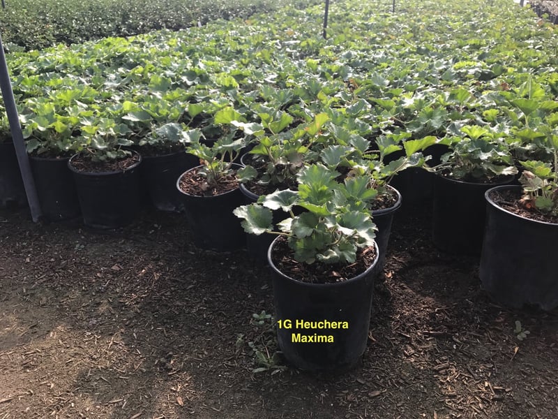 Photo for Heuchera maxima (Island Alum Root)