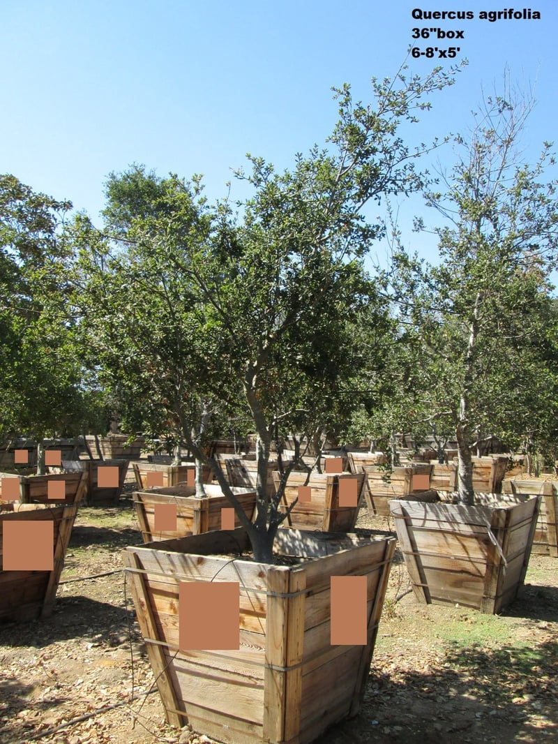 Photo for Quercus agrifolia (California Live Oak)