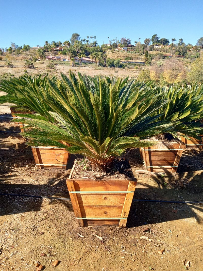 Photo for Cycas revoluta (Sago Palm)