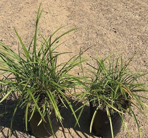 Photo for Liriope spicata (Creeping Lily Turf)