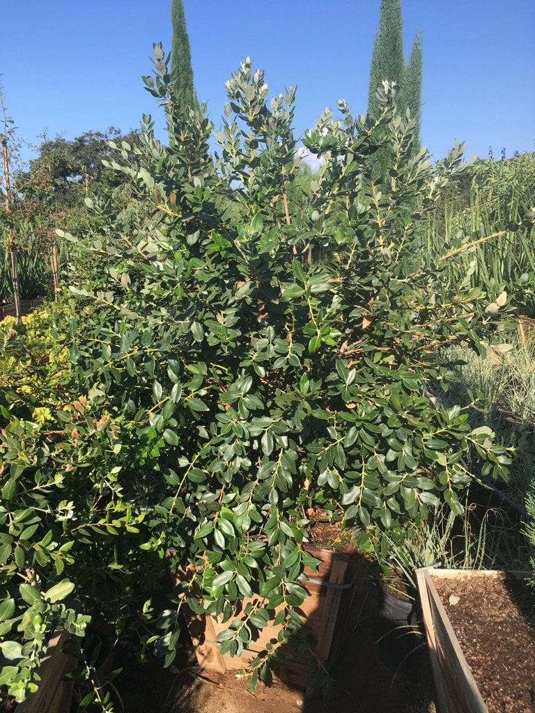 Photo for Metrosideros excelsa (Multi) (New Zealand Christmas Tree)