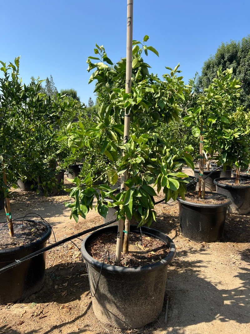 Photo for Citrus sinensis 'Valencia' (Valencia Orange Tree)