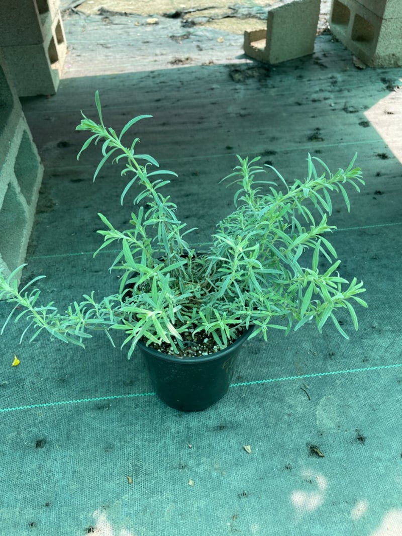 Photo for Epilobium canum 'Catalina' (Catalina Fuchsia)