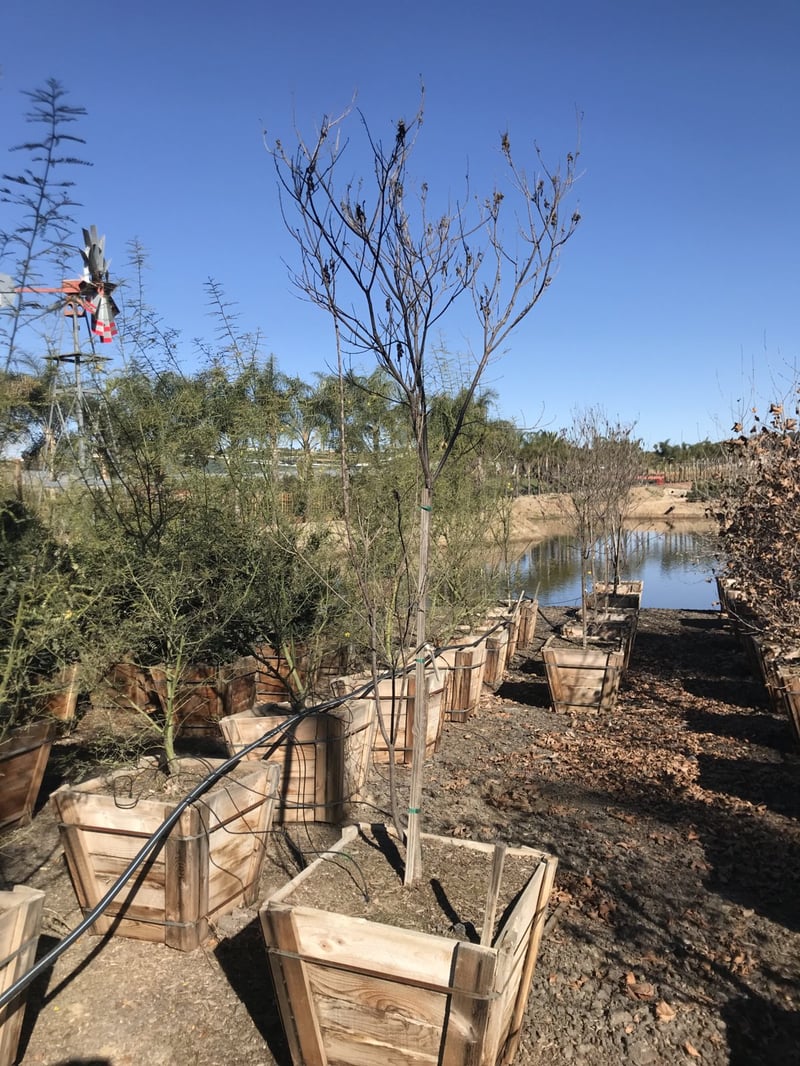 Photo for Chilopsis linearis 'Burgundy' (Burgundy Desert Willow)