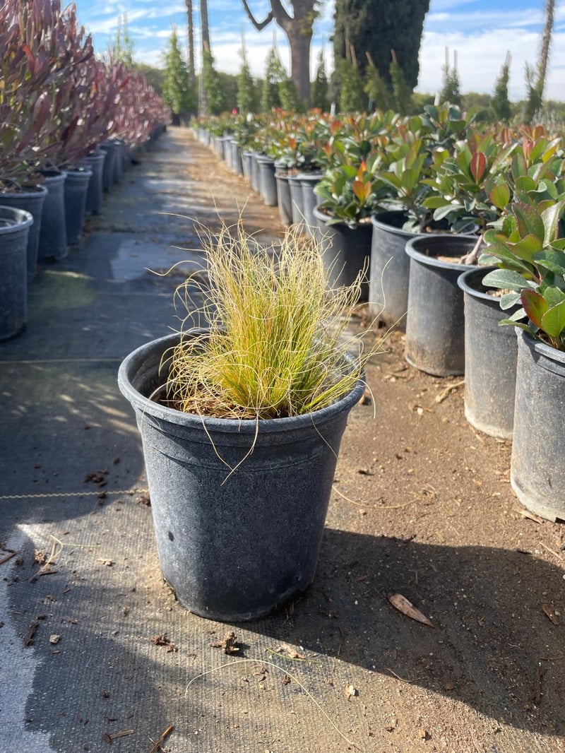 Photo for Stipa tenuissima (Nassella tenuissima) (Mexican Feather Grass)