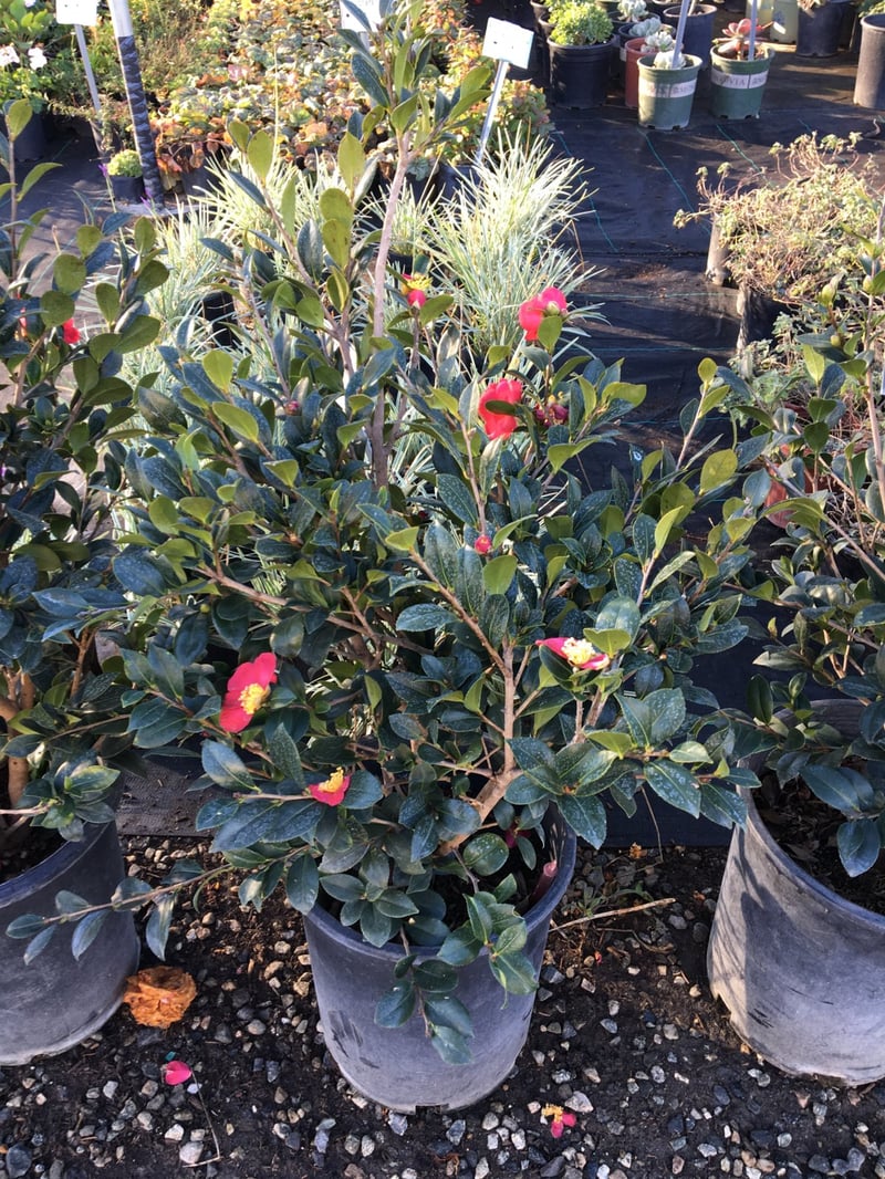 Photo for Camellia sasanqua 'Yuletide' (Yuletide Camellia)