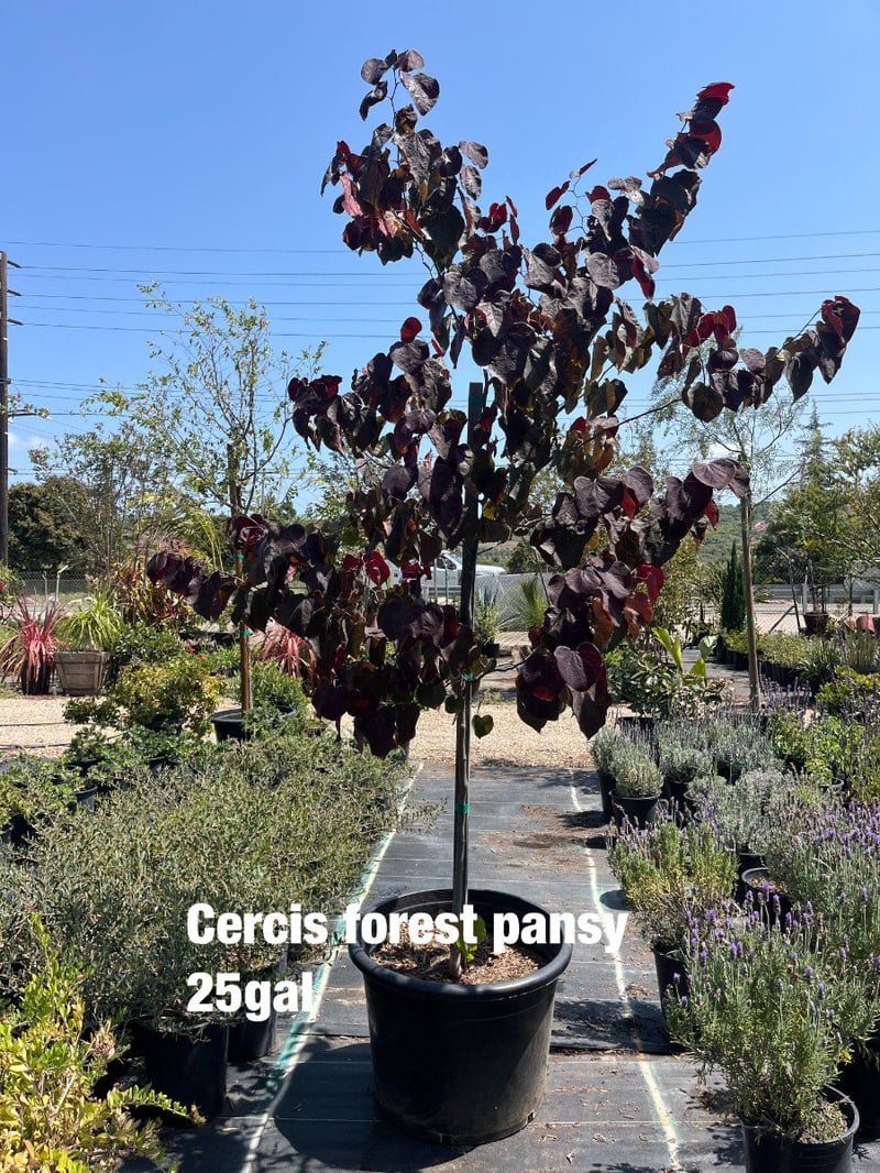 Photo for Cercis canadensis 'Forest Pansy' (Eastern Redbud 'Forest Pansy')
