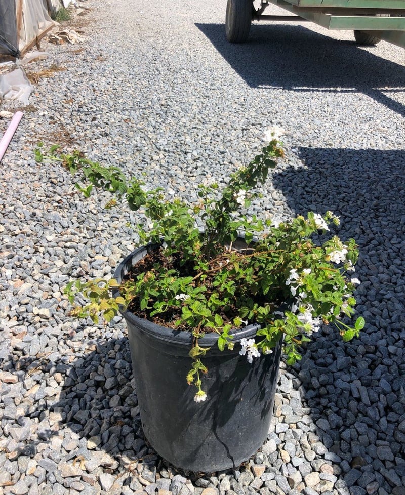 Photo for Lantana montevidensis 'Alba' (White Trailing Lantana)