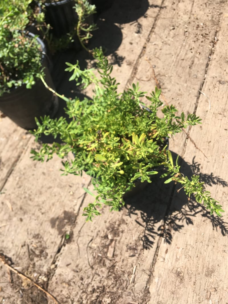 Photo for Myoporum parvifolium 'White' (M. p. 'Prostratum') (White Creeping Myoporum)