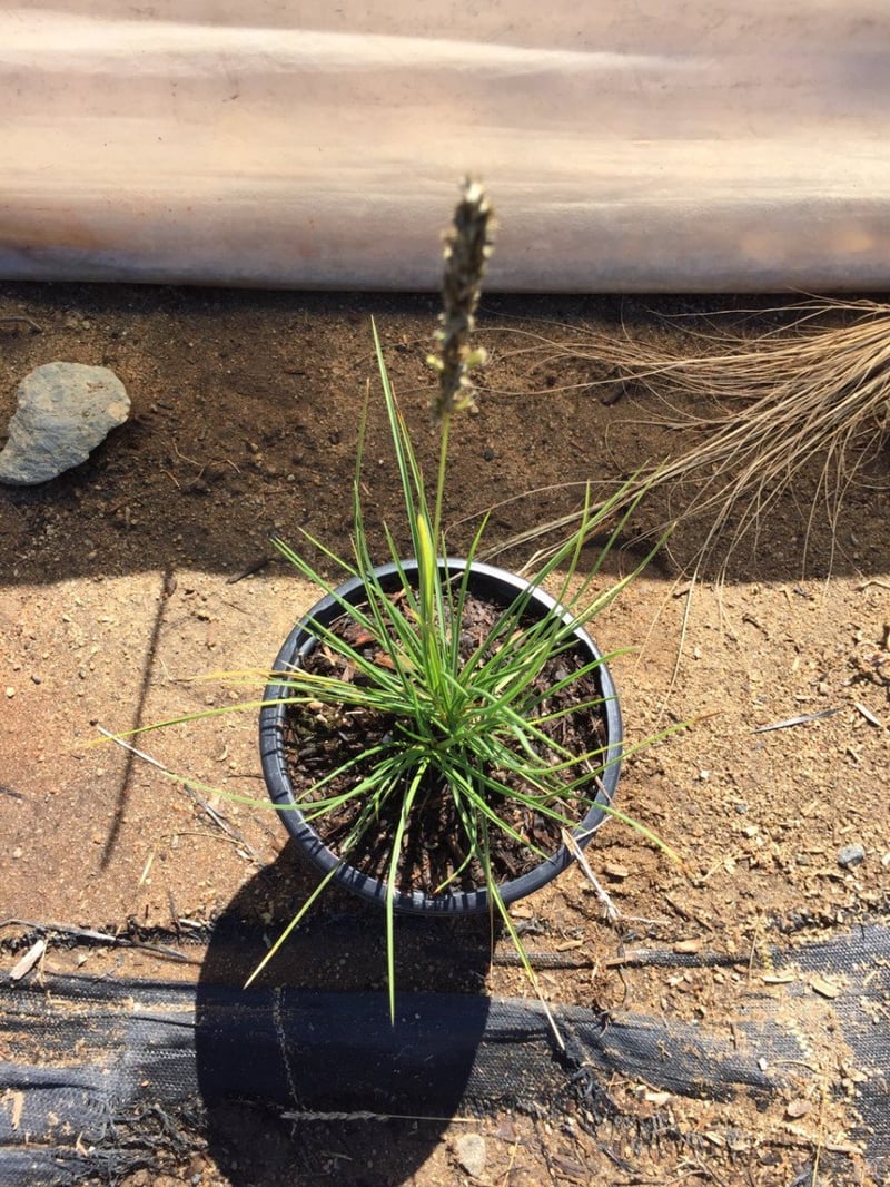 Photo for Sesleria autumnalis (Autumn Moor Grass)