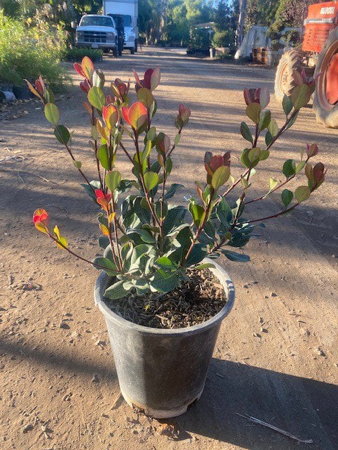 Photo for Rhaphiolepis indica 'Springtime' (Springtime Indian Hawthorn)