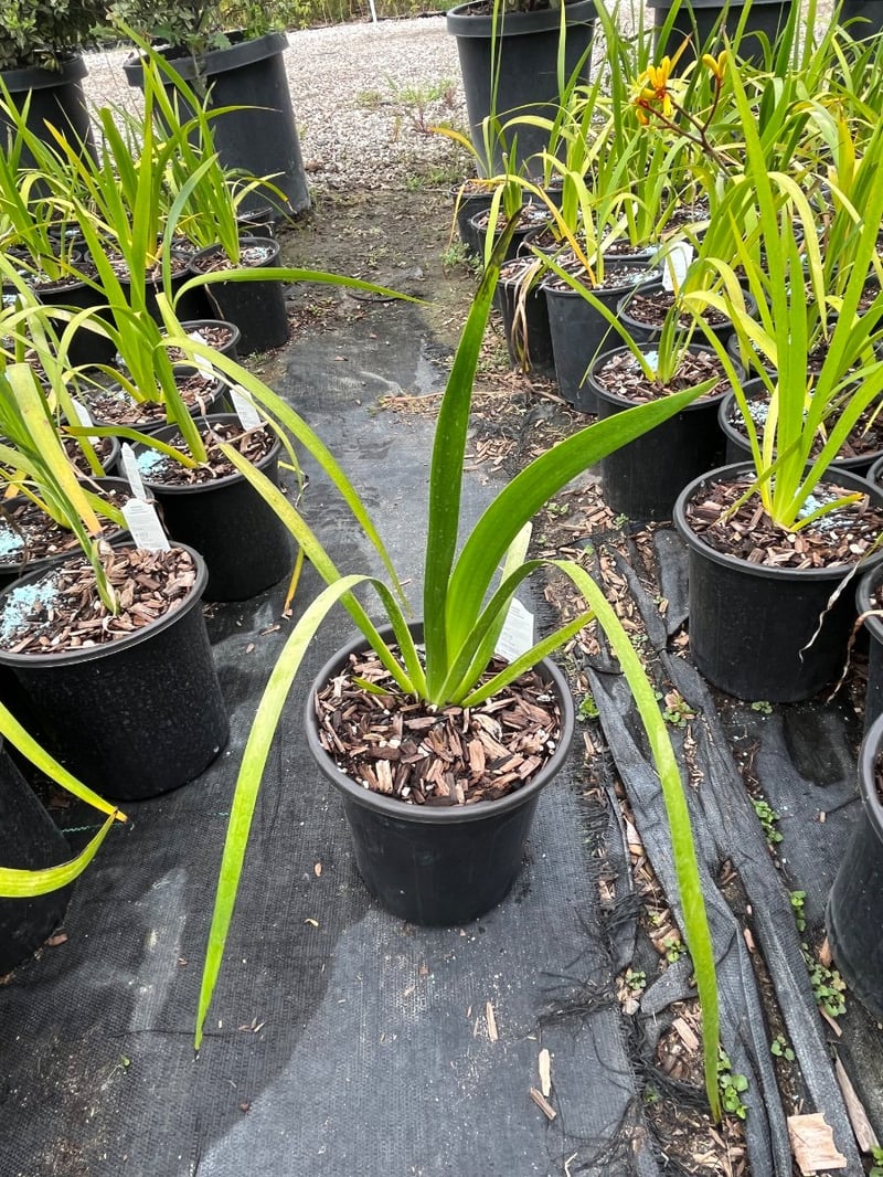 Photo for Anigozanthos 'Yellow Gem' (Red-Yellow Kangaroo Paw )