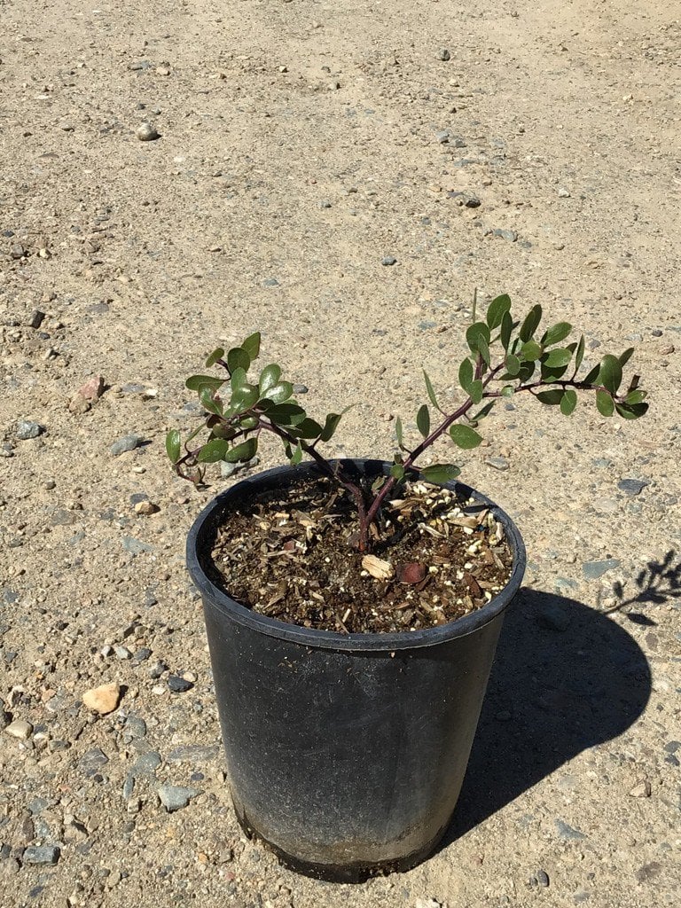 Photo for Arctostaphylos hookeri 'Wayside' (Wayside Manzanita)